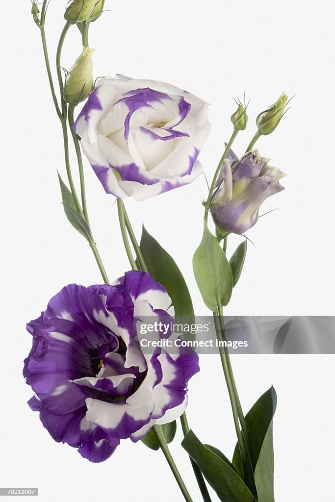 Eustoma