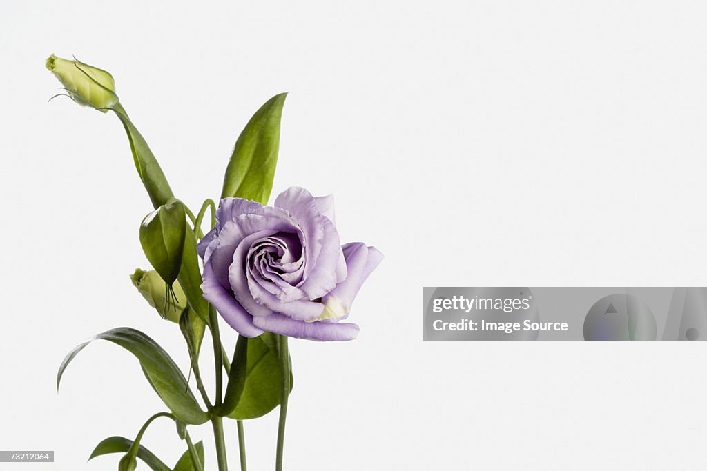 Eustoma