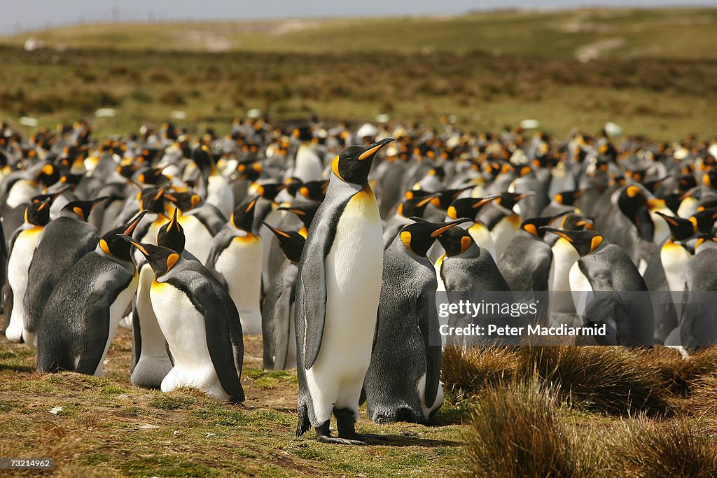 The Falkland Islands - 25 Years After The War