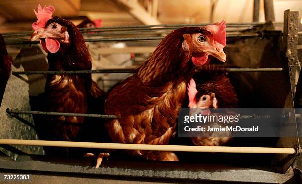 Battery hen is pictured in a chicken shed on February 6, 2007 in Suffolk, England. Russia, Ireland, Hong Kong, Japan, South Korea and South Africa...