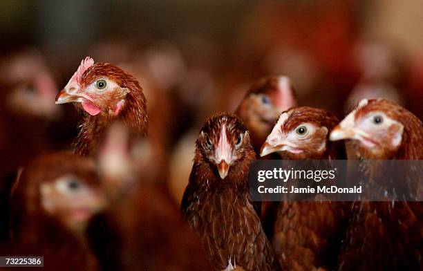 Battery hens are pictured in a chicken shed on February 6, 2007 in Suffolk, England. Russia, Ireland, Hong Kong, Japan, South Korea and South Africa...