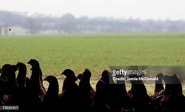 Battery hens are pictured in a chicken shed on February 6, 2007 in Suffolk, England. Russia, Ireland, Hong Kong, Japan, South Korea and South Africa...