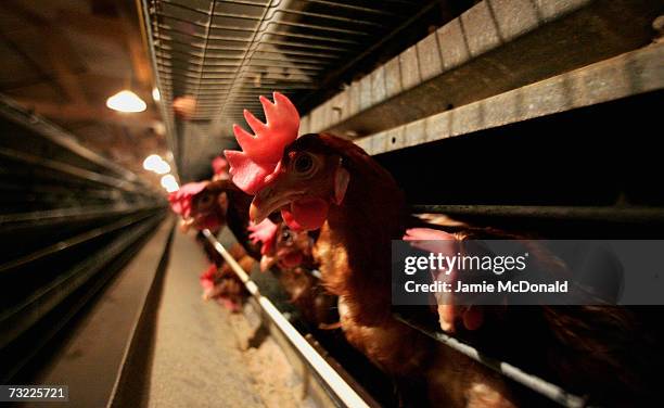 Battery hens sit in a chicken shed on February 6, 2007 in Suffolk, England. Russia, Ireland, Hong Kong, Japan, South Korea and South Africa have...