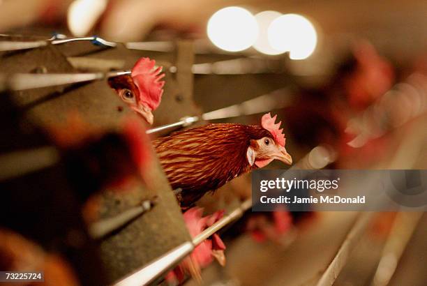 Battery hens sit in a chicken shed on February 6, 2007 in Suffolk, England. Russia, Ireland, Hong Kong, Japan, South Korea and South Africa have...