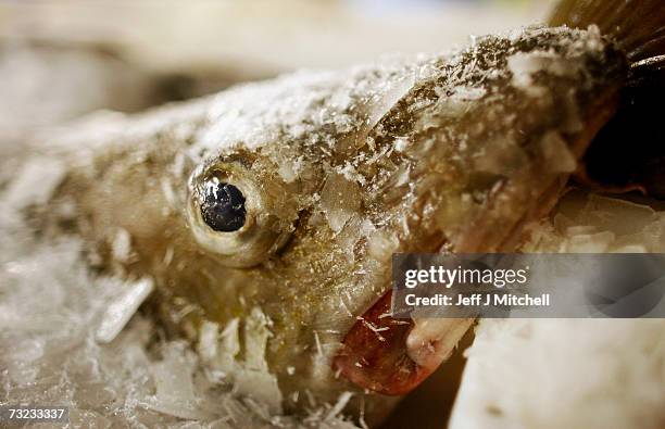 Cod Ice Fush Cod Ice Fish Photos and Premium High Res Pictures - Getty Images