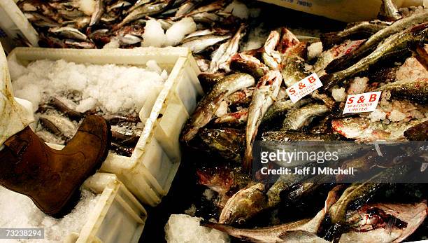 Workers at Peterhead fish market sell the latest catch February 7, 2007 in Peterhead, Scotland. Trends show that the North Seas fish stocks are in...