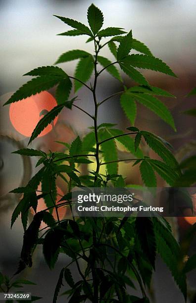 Cannabis plant grows in the window of an Amsterdam cafe on February 7, 2007 in Amsterdam, Netherlands. The city council in Amsterdam has recently...