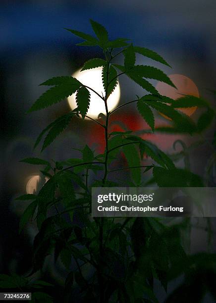 Cannabis plant grows in the window of an Amsterdam cafe on February 7, 2007 in Amsterdam, Netherlands. The city council in Amsterdam has recently...