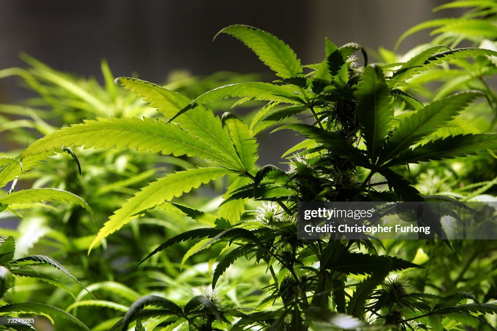 Ban Introduced On Smoking Marijuana In Public Areas