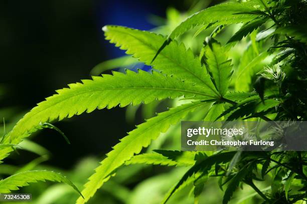 Cannabis plant grows in the Amsterdam Cannabis College, a non profit charitable organisation that gives information on cannabis and hemp use on...