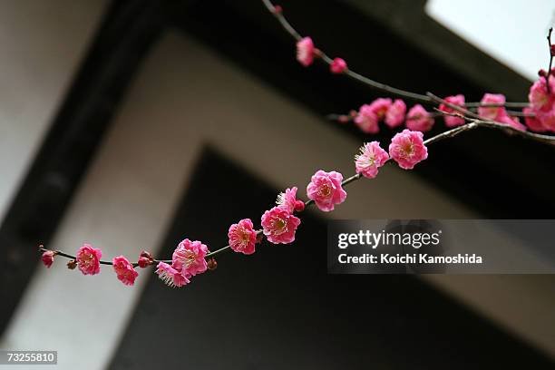 Plum blossoms are seen in full bloom at plum blossoms at Kitano Tenmangu Shrine on February 8, 2007 in Kyoto, Japan. Due to the warm winter, the plum...