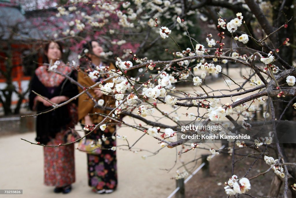 Plum Blossom At Kitano Tenmangu Shrine