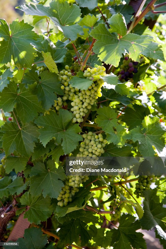 Grapes in vineyard