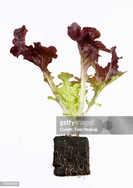 seedling of red oak leaf lettuce - plants white background photos et images de collection