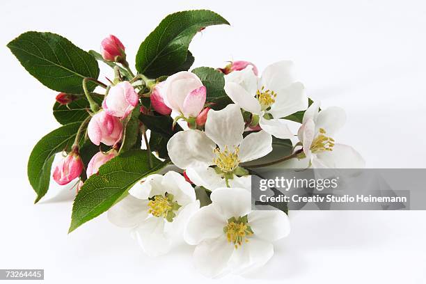 apple blossom (malus), close-up - apple blossom stock pictures, royalty-free photos & images