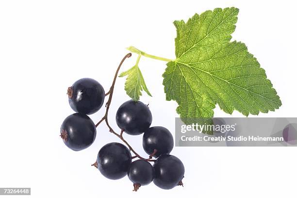 blackcurrants with leaf, close-up - black currant stockfoto's en -beelden