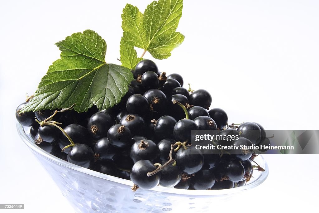 Black currants in bowl, close-up