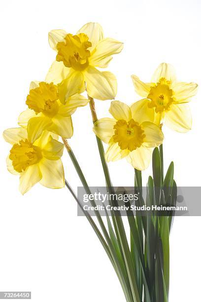 yellow daffodils (narcissus pseudonarcissus), close-up - 水仙花 個照片及圖片檔