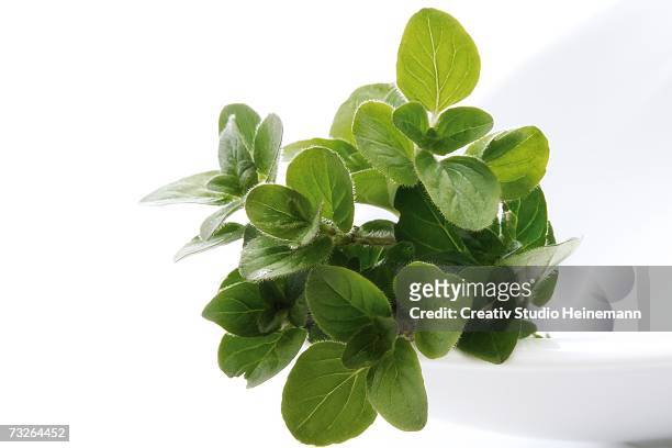 oregano (origanum vulgare), close-up - oregano stock-fotos und bilder