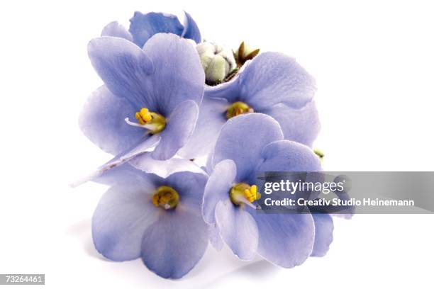african violet (gesneriaceae), close-up - grupo médio de objetos imagens e fotografias de stock
