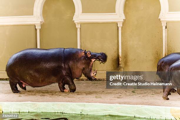 germany, köln, hippopotamuses in zoo - hippopotame photos et images de collection