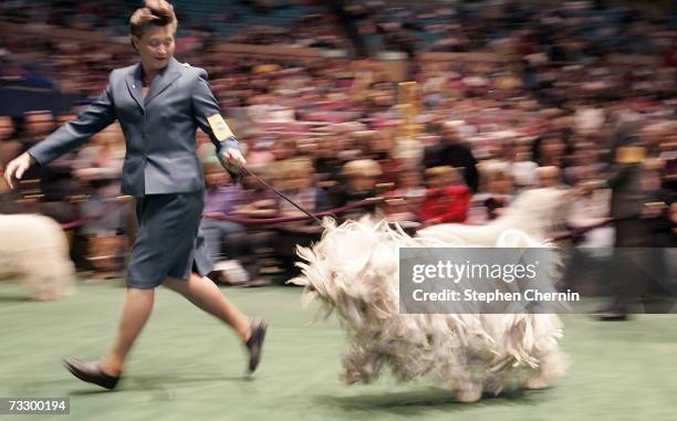 Handler leads her Komondor in a competition ring during the 131st Annual Westminster Kennel Club Dog Show February 12, 2007 at Madison Square Garden...