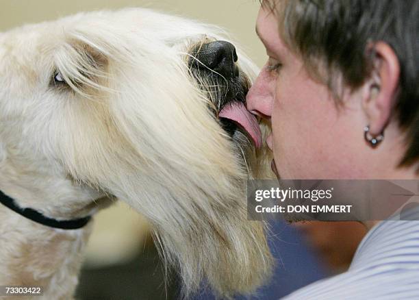 New York, UNITED STATES: Paddington, a Soft Coated Wheaten Terrier, licks the face of Chris Benn as he is groomed for the Westminster Kennel Club dog...