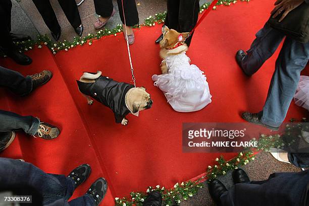 Two dogs who had just been "married" wait under an alter in Hong Kong 13 February 2007. A shopping mall held a mass wedding ceremony for pets on the...