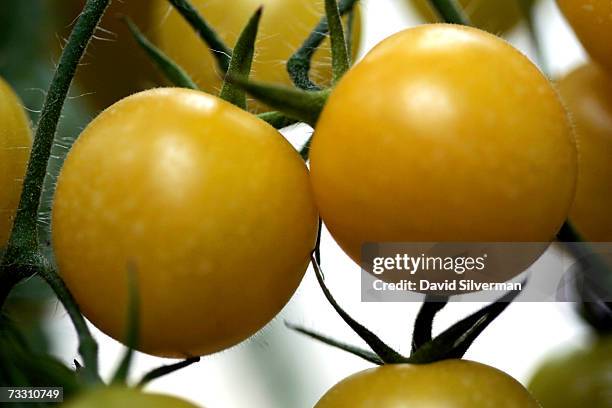 Hybrid yellow cherry tomatoes, named Summer Sun, ripen on the vine in a greenhouse February 13, 2007 at Moshav Beit Hanan in central Israel. One...