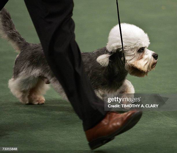 New York, UNITED STATES: Handler Bill McFadden runs with Dandie Dinmont Terrier named "Harry" during the "Best In Show" category at the Westminster...