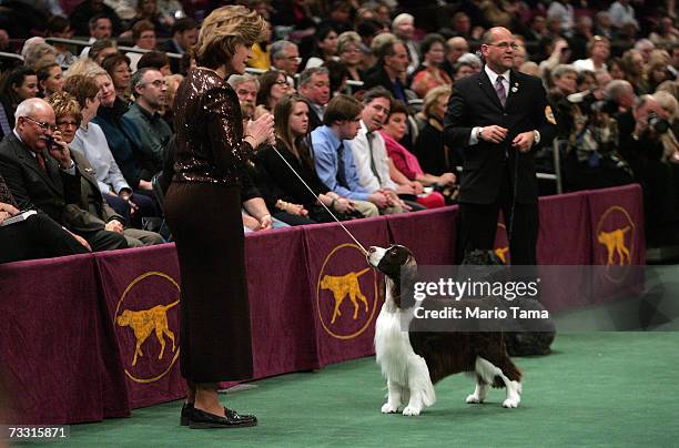 James , an English springer spaniel, stands with handler Kellie Fitzgerald before winning Best in Show at the 131st Annual Westminster Kennel Club...