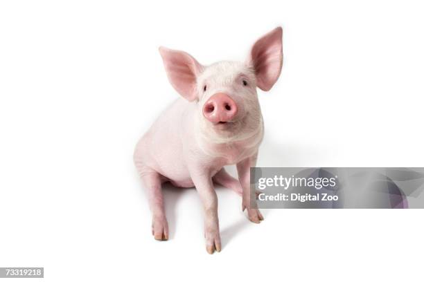 pig sitting, high angle view - cute pigs stock pictures, royalty-free photos & images