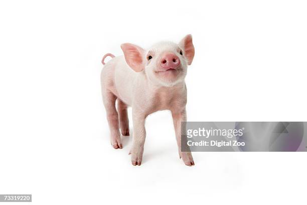 pig standing looking up, white background - varkens stockfoto's en -beelden