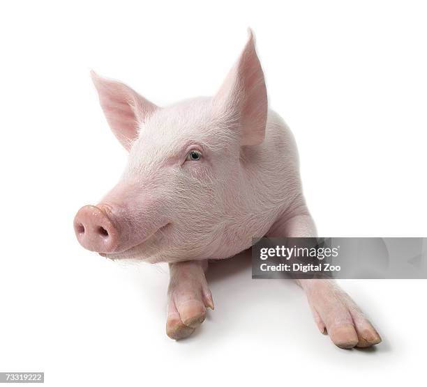 pig lying down, white background - piggy stock pictures, royalty-free photos & images