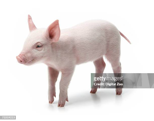 pig standing, white background - piglet white background fotografías e imágenes de stock