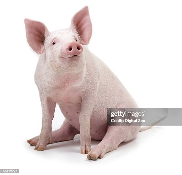 pig sitting, white background - piggy stockfoto's en -beelden