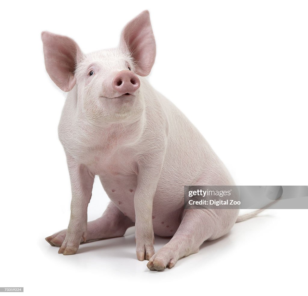Pig sitting, white background