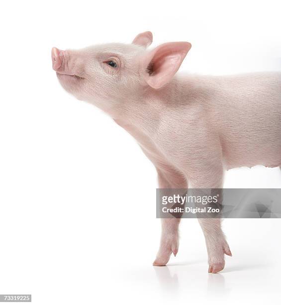 pig with nose in air, side view, white background - poggy stock-fotos und bilder