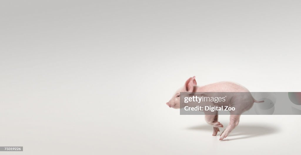 Pig running, panoramic studio shot