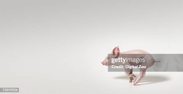 pig running, panoramic studio shot - keutje stockfoto's en -beelden