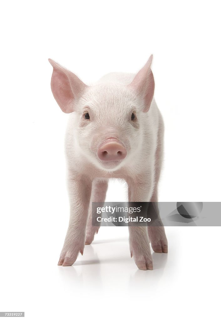 Pig standing, front view, white background