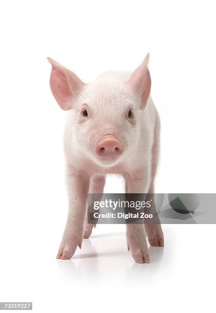 pig standing, front view, white background - piglet bildbanksfoton och bilder