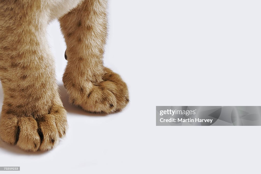 Lion cub (Panthera leo), low section