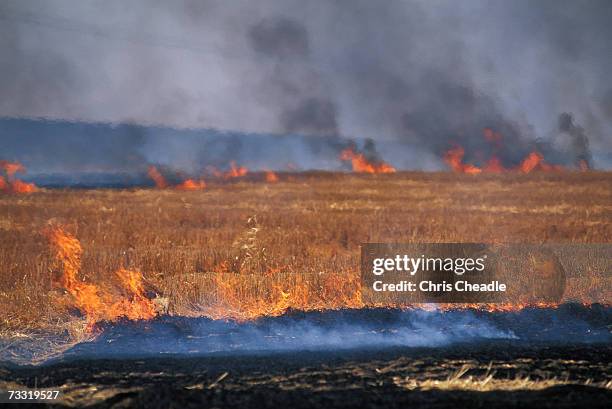 wheat stubble burning - bartstoppel stock-fotos und bilder