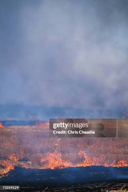 wheat stubble burning - bartstoppel stock-fotos und bilder