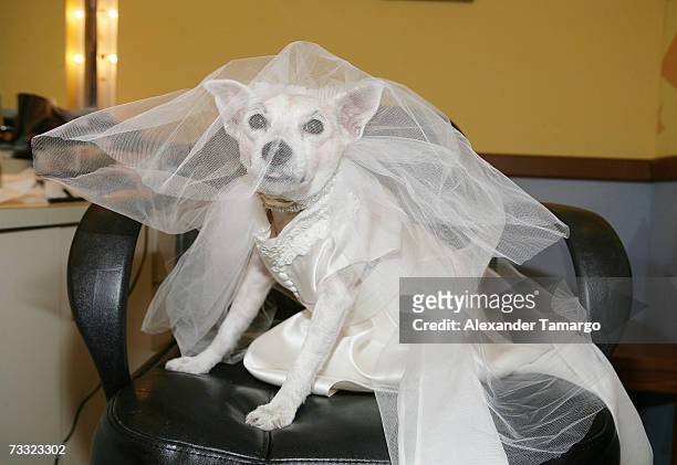 Cosita appears at the dog wedding of Cosita and Pucci on Univision's Despierta America on February 14, 2007 in Miami, Florida.