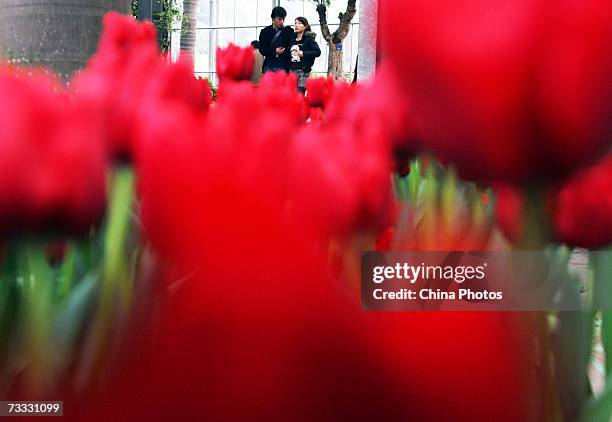 Couple admires tulips at a botanical garden on the St. Valentine's Day February 14, 2007 in Wuhan of Hubei Province, China. Valentines Day is a...