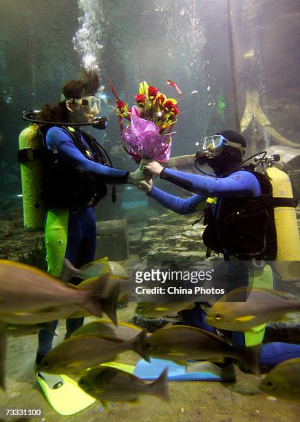 Man presents roses to his girl friend for St. Valentine's Day while underwater at the Donghu Lake Sea World on February 14, 2007 in Wuhan of Hubei...