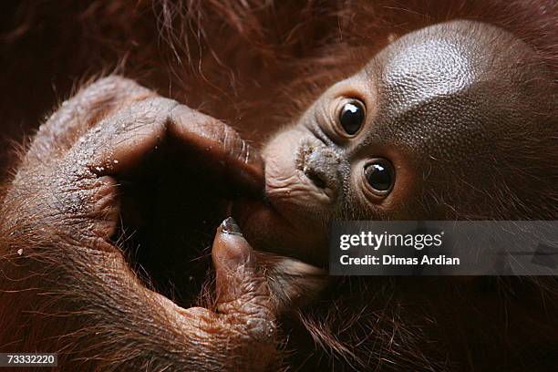 An Orangutan and infant are seen at Ragunan Zoo's "Schmutzer Primate Center" on February 15, 2007 in Jakarta, Indonesia. A new report from the UN...