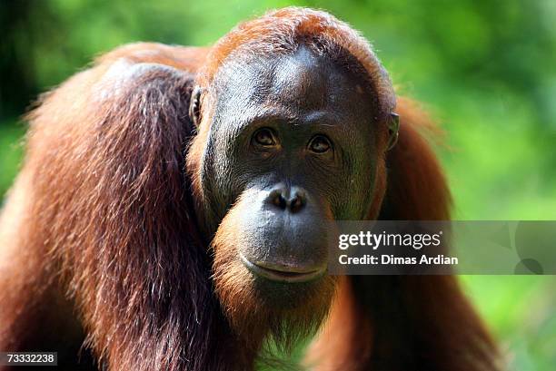 An Orangutan is seen at Ragunan Zoo's "Schmutzer Primate Center" on February 15, 2007 in Jakarta, Indonesia. A new report from the UN Environment...